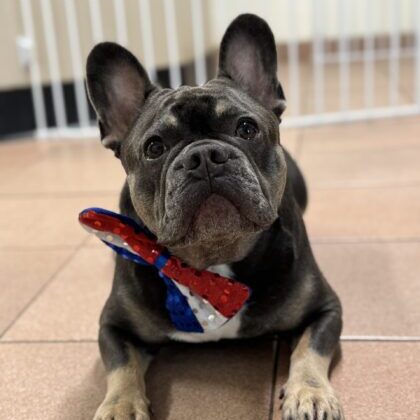 bowtie-dog bowtie-dog