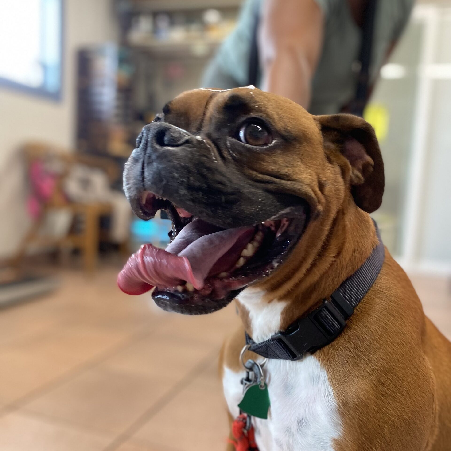 boxer-happy boxer-happy