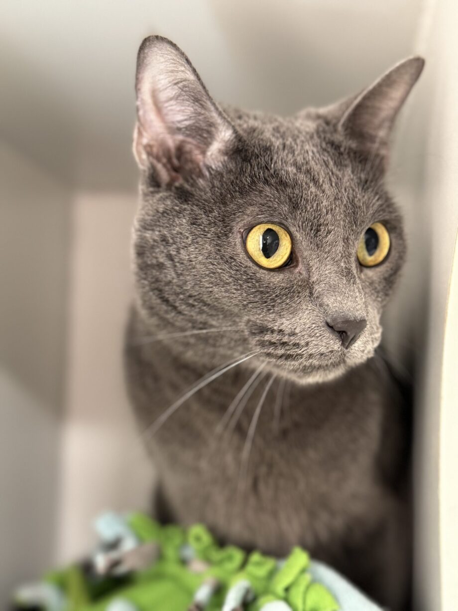 cat-board-new cat-board-new