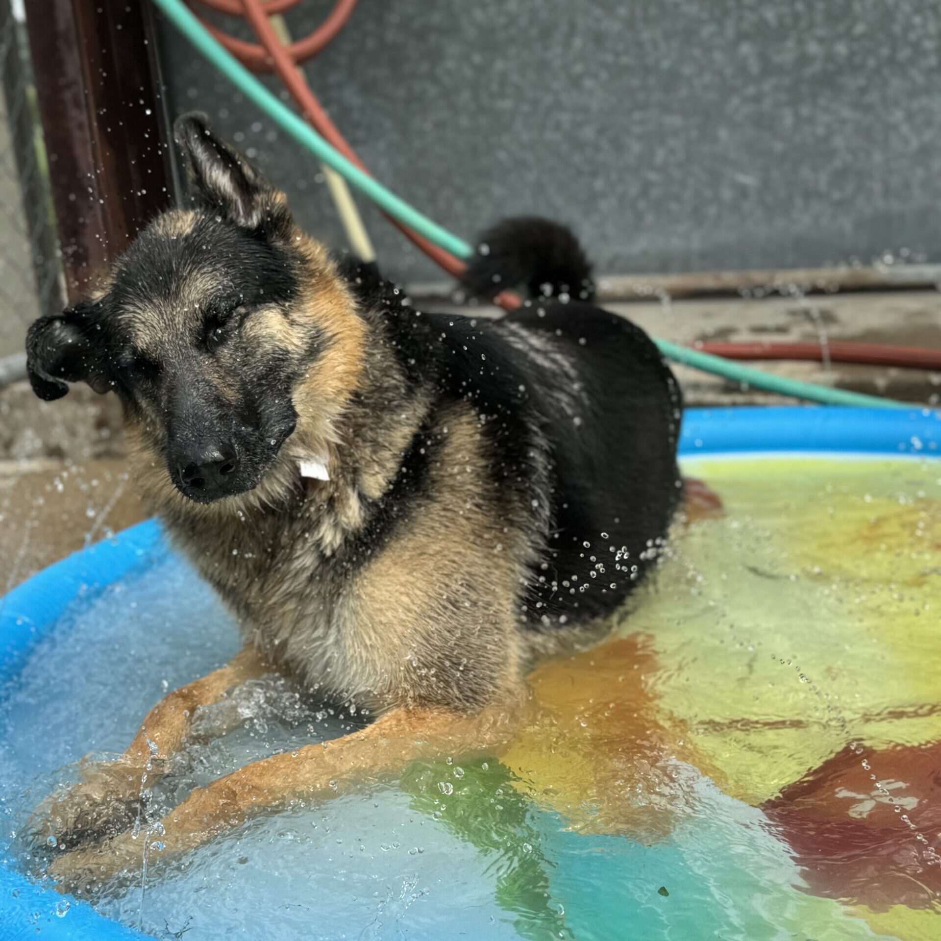 dog-splash dog-splash