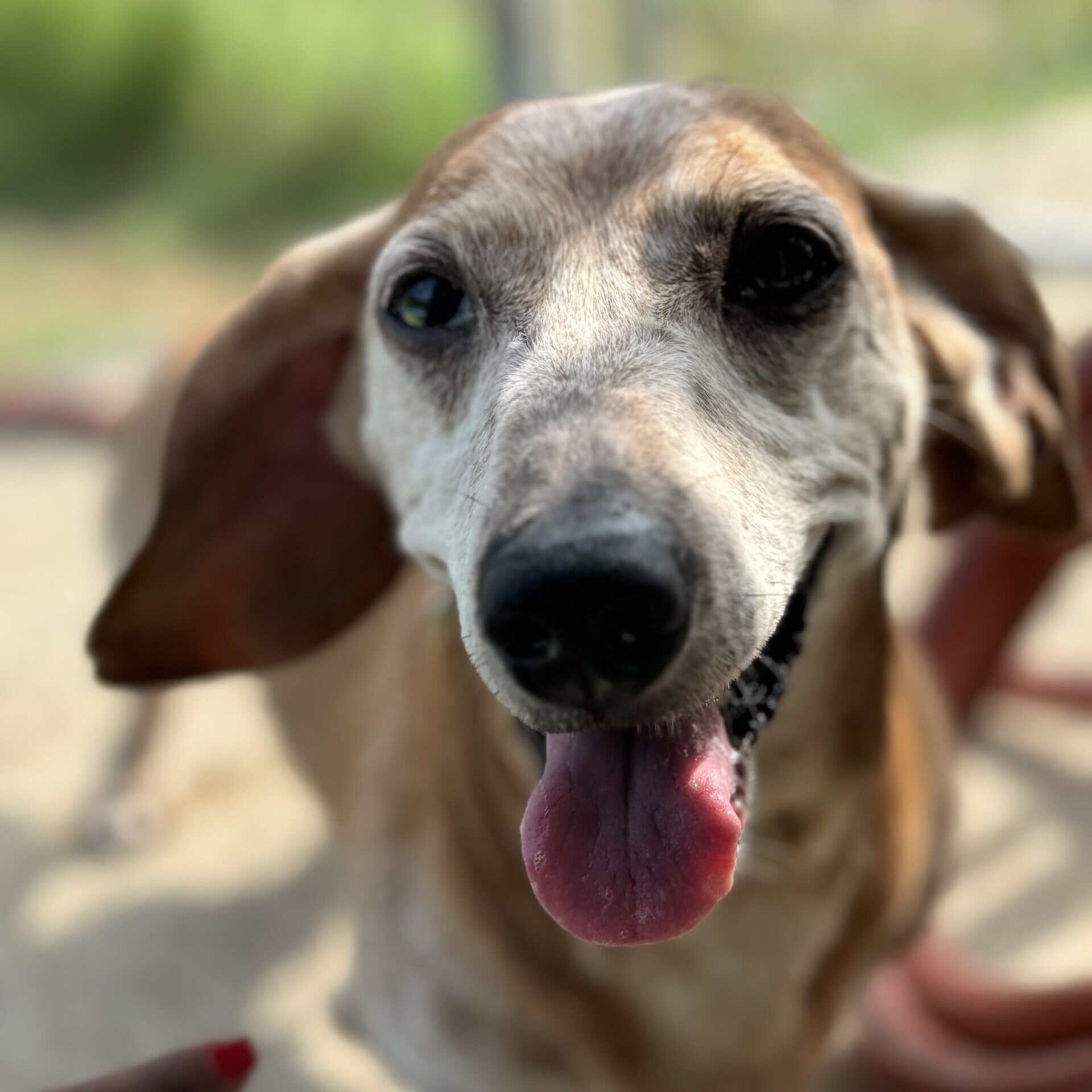 old-dog old-dog