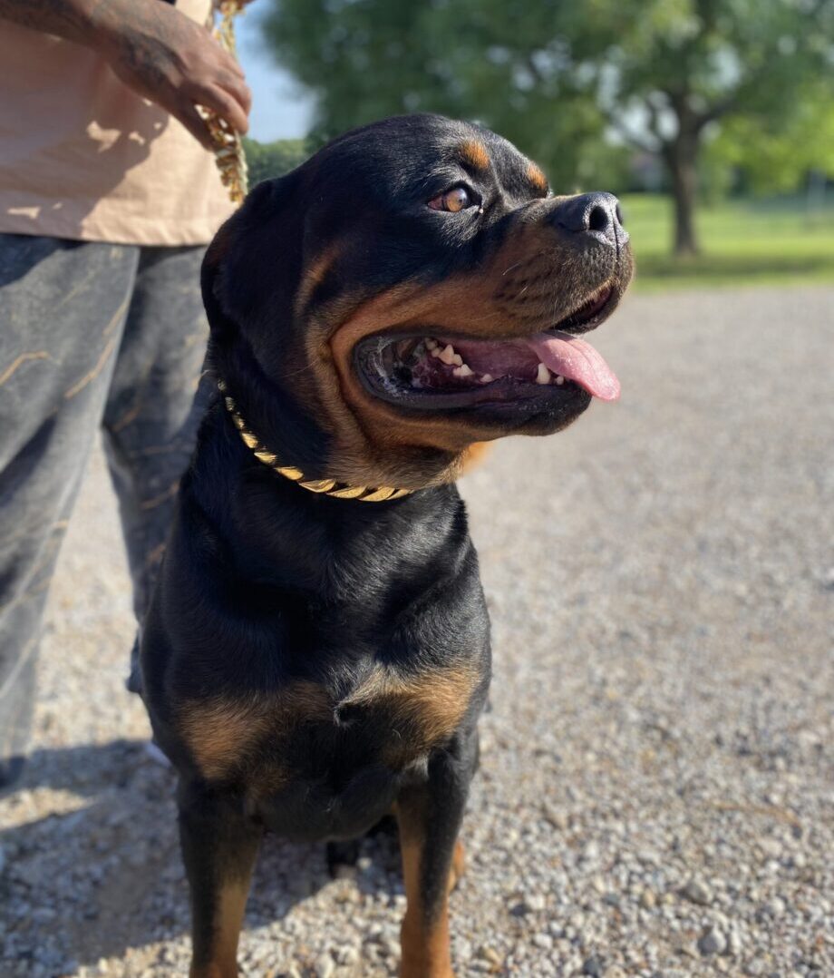 rotty Rottweiler on a leash