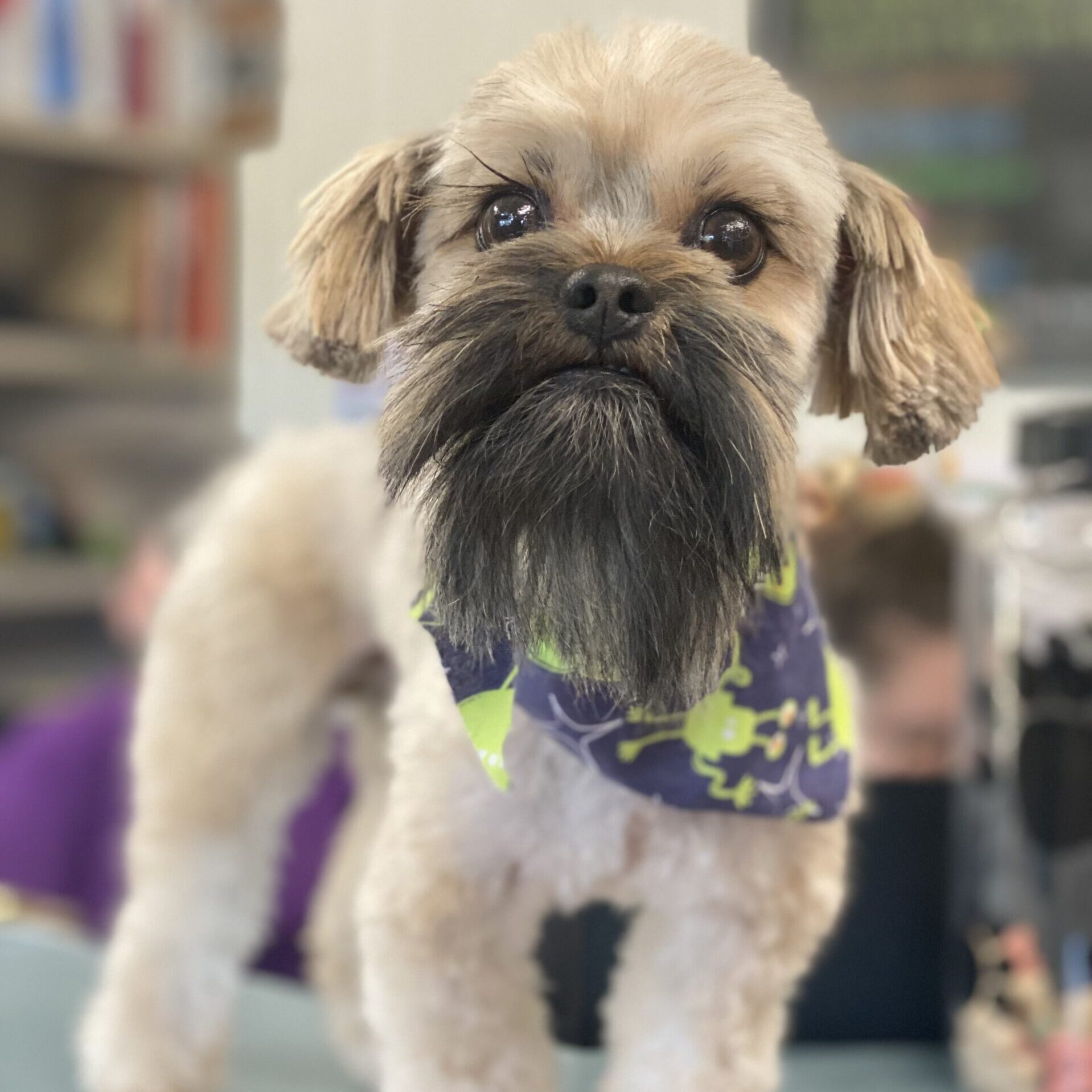 scruff-dog