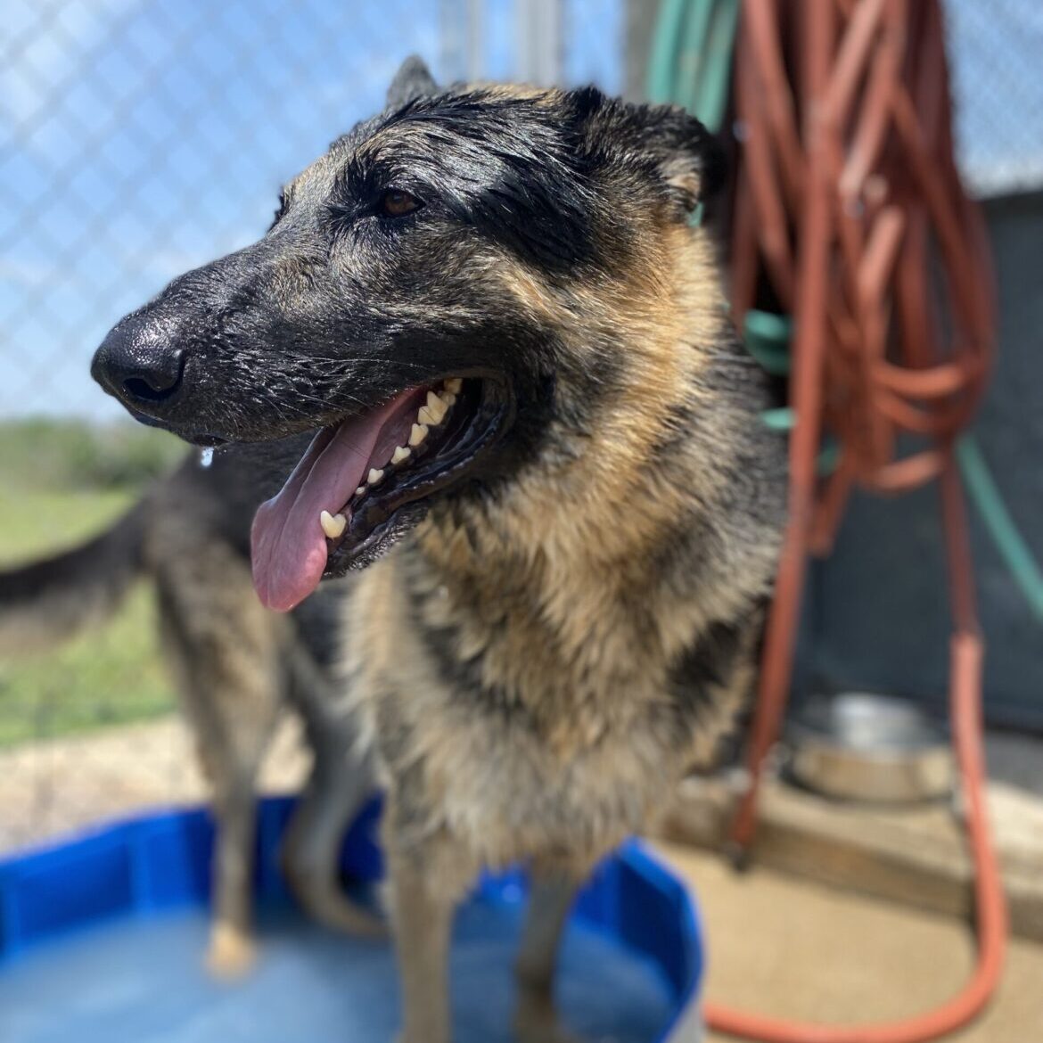 shep-bath shep-bath