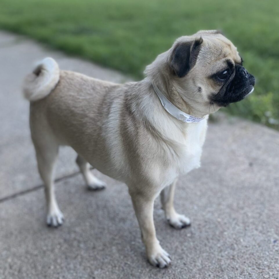 small-pug small-pug