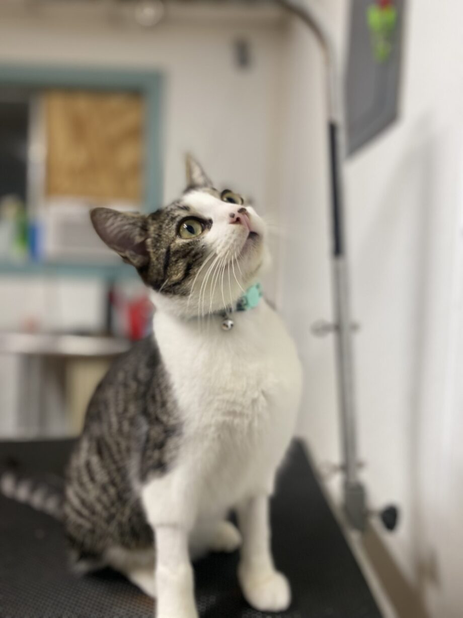 cb-vac White and tabby cat on a desk