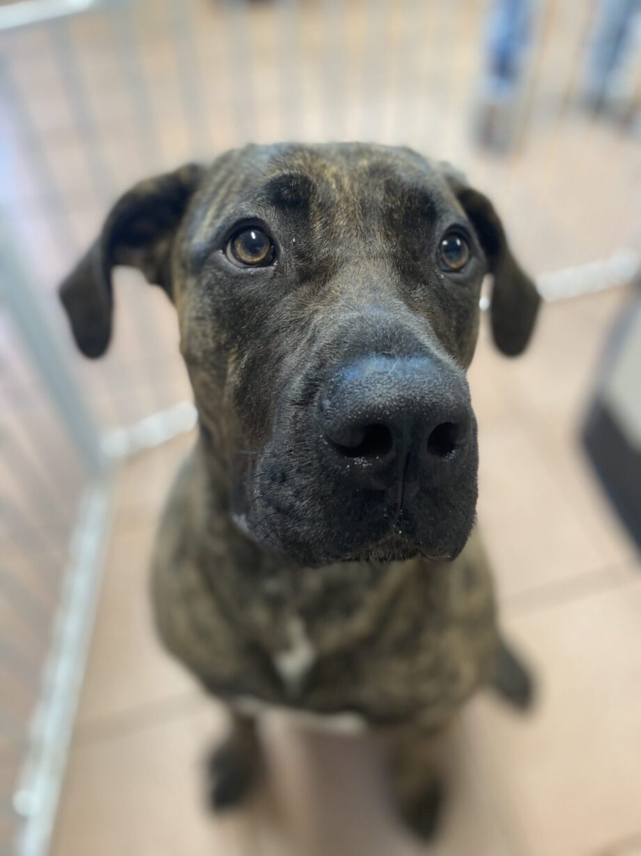 db-vac Dappled grey-brown dog