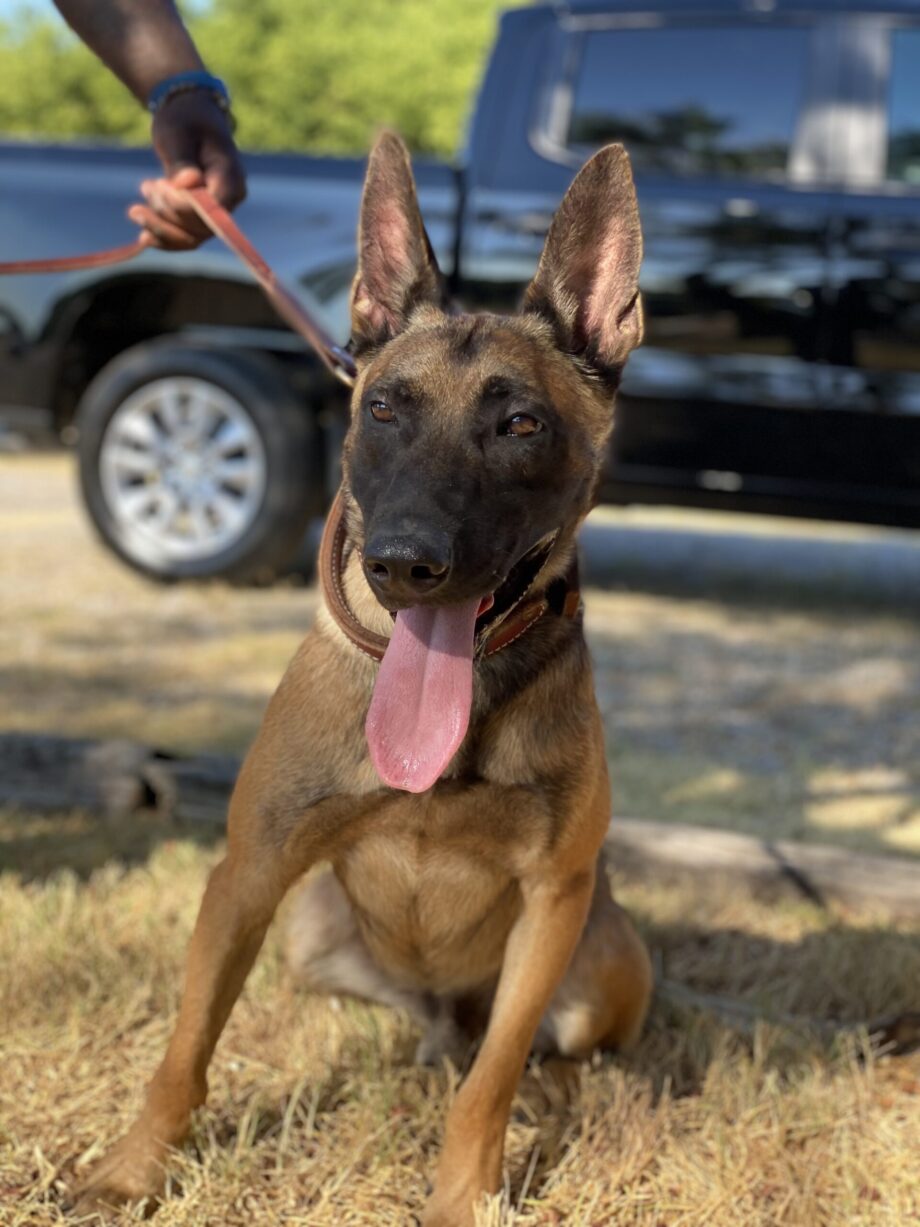 dg-vac German Sheperd on a leash