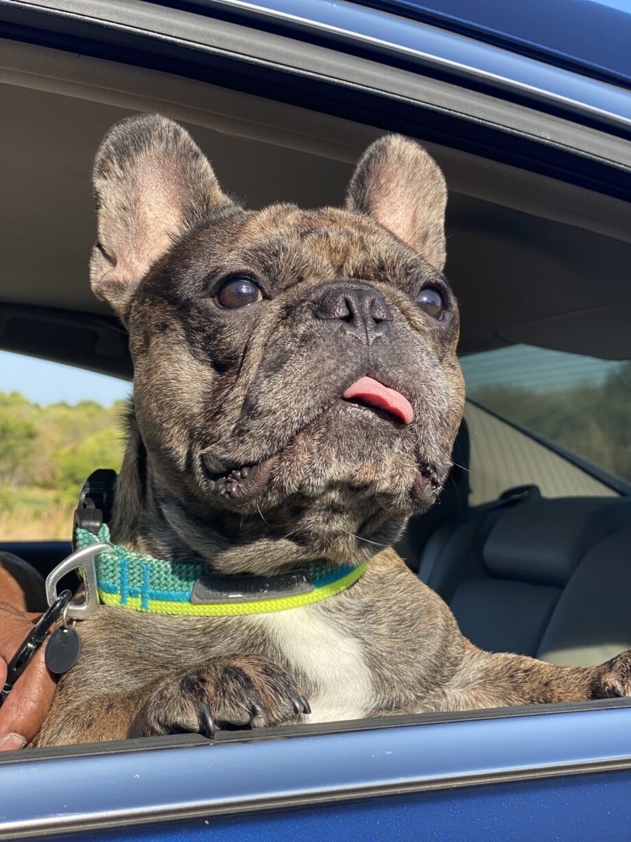 pug-car pug-car